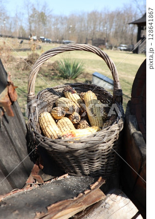 Freshly harvested corn, vibrant in color, is neatly placed in a rustic basket, ready for recipes 128641867