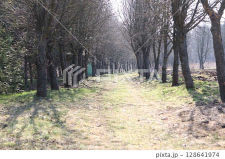 A Tranquil TreeLined Pathway Meandering Through Nature in the Heart of Early Spring 128641974