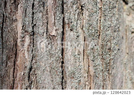 A closeup view showcasing the intricacies of textured tree bark found in natural settings 128642023