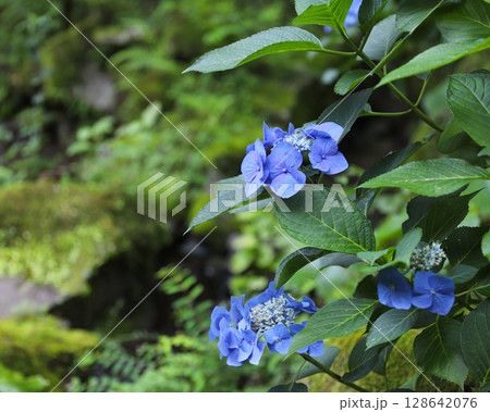 水辺に咲いた山紫陽花 水辺に咲いた山紫陽花 128642076