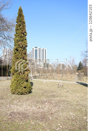 A peaceful urban park featuring a tall evergreen tree amidst modern city buildings and structures A peaceful urban park featuring a tall evergreen tree amidst modern city buildings and structures 128642103