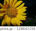 夏のヒマワリ 128642156
