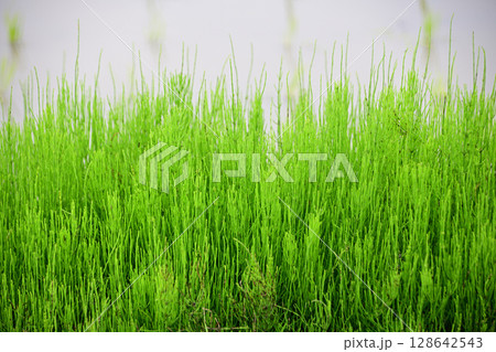 スギナ 田のあぜ道に生える スギナ 田のあぜ道に生える 128642543