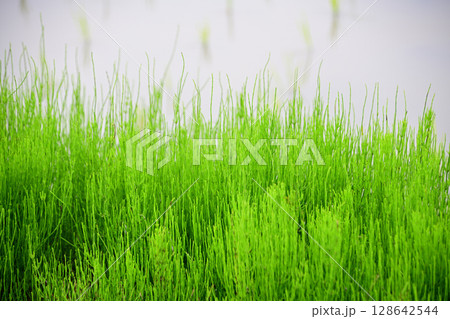 スギナ　田のあぜ道に生える 128642544