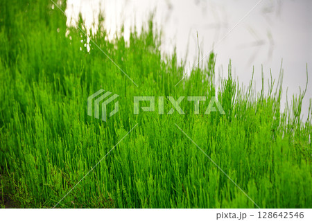 スギナ　田のあぜ道に生える 128642546