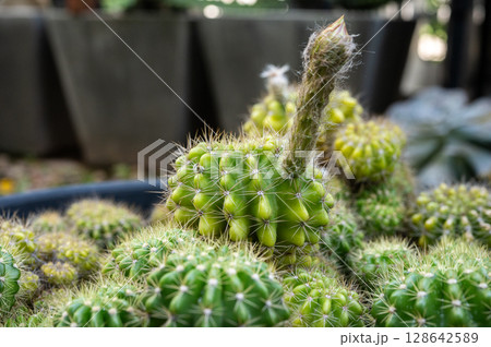 Close up of Echinopsis calochlora cactus with a flower bud before blooming. Echinopsis cactus they are fairly easy to grow and are extremely well adapted to drought. Close up of Echinopsis calochlora cactus with a flower bud before blooming. Echinopsis cactus they are fairly easy to grow and are extremely well adapted to drought. 128642589