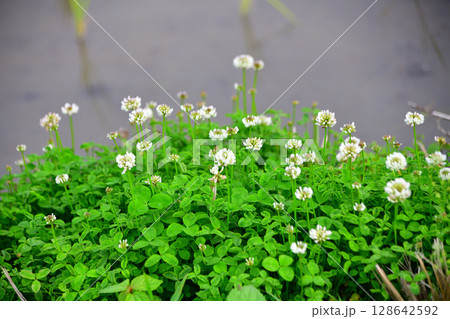 あぜ道に咲くシロツメクサ　田植え時の草花　　 128642592
