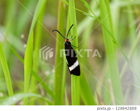 昼行性蛾　マダラガ科ホタルガ 128642809