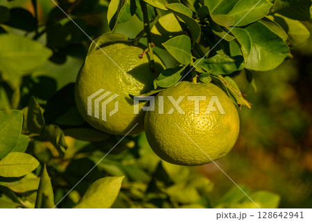 Citrus fruits grow vibrantly on a lush green tree in a sunlit orchard during late summer. Generative AI Citrus fruits grow vibrantly on a lush green tree in a sunlit orchard during late summer. Generative AI 128642941