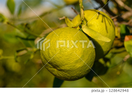 Lush green limes hanging from a vibrant tree in bright afternoon sunshine. Generative AI 128642948