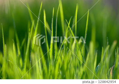 Fresh blades of grass glisten under sunlight on a warm spring day. Generative AI 128642954