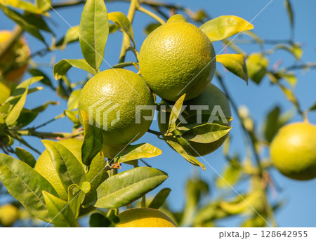 Freshly grown green oranges hanging on a tree in bright sunlight during a clear afternoon. Generative AI Freshly grown green oranges hanging on a tree in bright sunlight during a clear afternoon. Generative AI 128642955