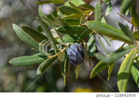 Olive branch adorned with ripe fruit glistening in the sunlight during a serene afternoon. Olive branch adorned with ripe fruit glistening in the sunlight during a serene afternoon. 128642959
