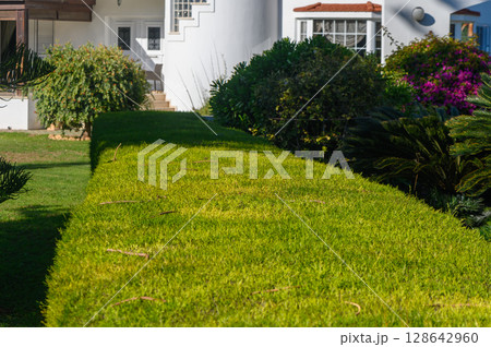 Lush green hedge perfectly trimmed alongside a charming house in bright daylight. 128642960