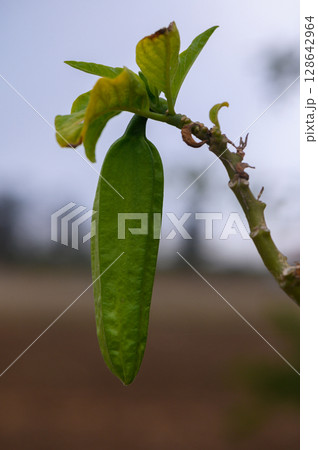 Discovering the beauty of a ripening green pod on a delicate branch in a serene landscape. 128642964