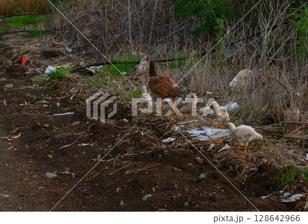 Chicks foraging along a dirt path near a green overgrown area in the late afternoon light. Chicks foraging along a dirt path near a green overgrown area in the late afternoon light. 128642966