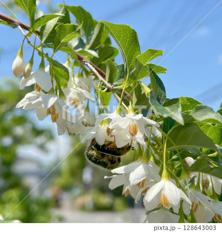 街角の発見 エゴノキの花とハナムグリ 街角の発見 エゴノキの花とハナムグリ 128643003