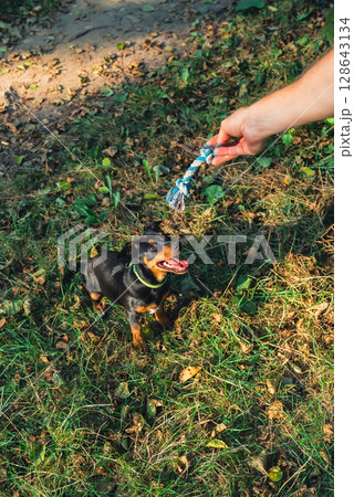 Hunt terrier playing with its owner outdoors summer time. Playful puppy Jagdterrier breed training session in park. Cynologist trained by its owner 128643134