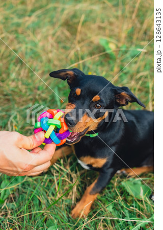 Deutscher Jagdterrier dog playing outside with ball. Terrier playing with colorful toy in grass lawn during summer. Pet humanization 128643135