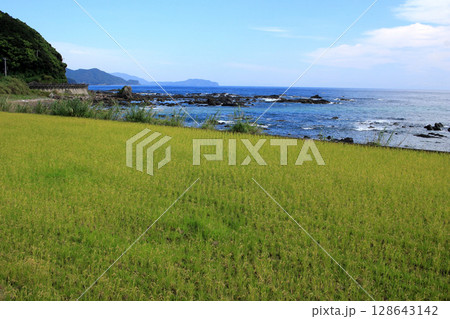 海の見える田んぼ 128643142