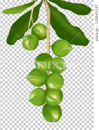 澳洲堅果樹上的澳洲堅果 128643147