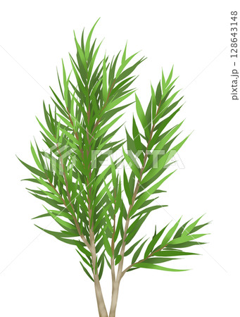 メラレウカ(ティーツリー)の枝 128643148