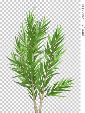 メラレウカ(ティーツリー)の枝 128643148