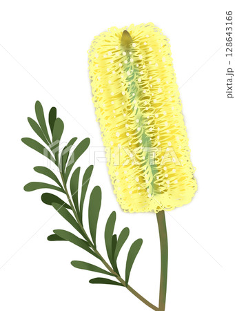 コーストバンクシアの花と葉 128643166