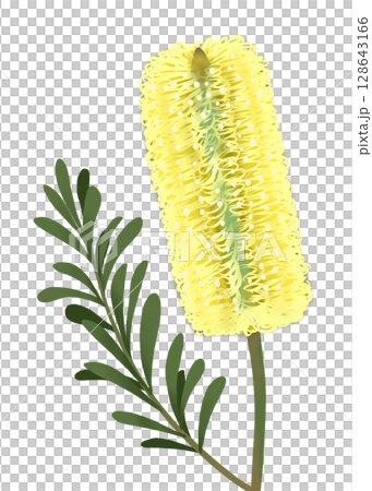 コーストバンクシアの花と葉 128643166