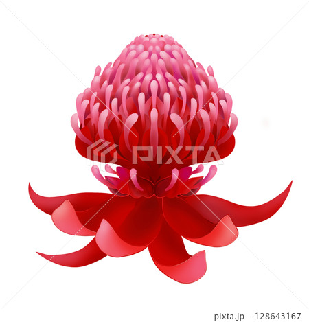 ワラタの赤い花のアイコン ワラタの赤い花のアイコン 128643167