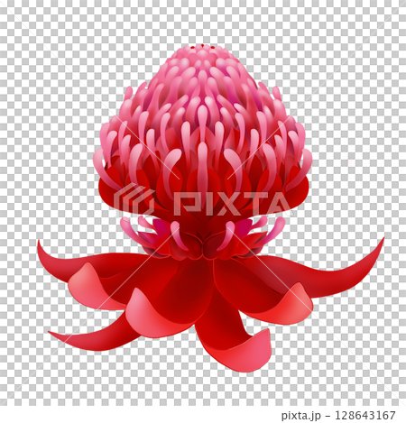 ワラタの赤い花のアイコン ワラタの赤い花のアイコン 128643167