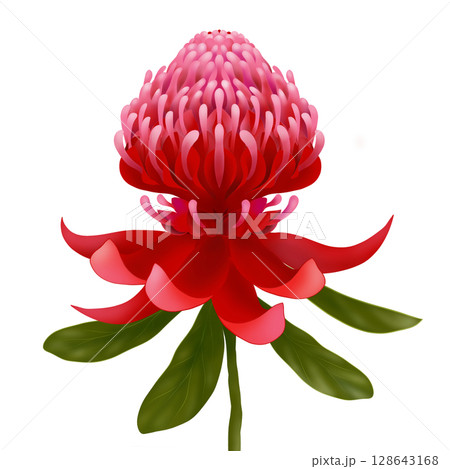 ワラタの赤い花と葉のイラスト ワラタの赤い花と葉のイラスト 128643168