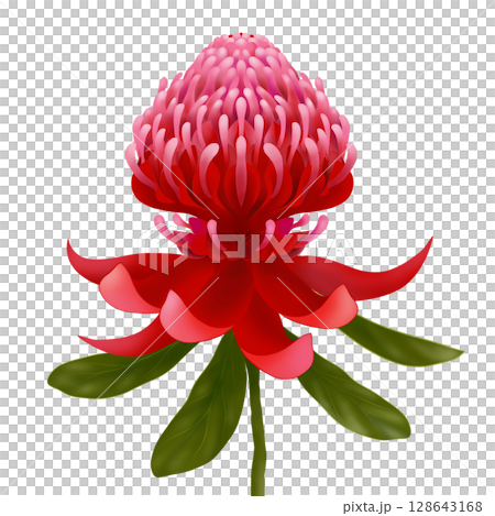 ワラタの赤い花と葉のイラスト ワラタの赤い花と葉のイラスト 128643168