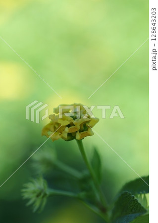 黄色いニオイマンジュギクの花 黄色いニオイマンジュギクの花 128643203