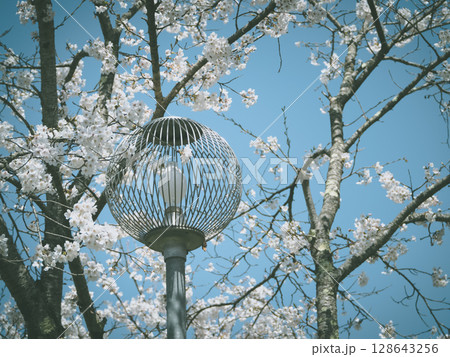 晴れの日に桜を見に行ったノスタルジックな写真 晴れの日に桜を見に行ったノスタルジックな写真 128643256
