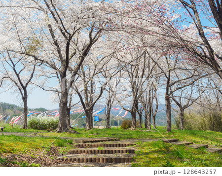 桜づつみ公園とこいのぼり 桜づつみ公園とこいのぼり 128643257