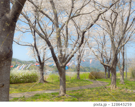 鯉のぼりと満開の桜 鯉のぼりと満開の桜 128643259