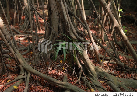 安平樹屋 128643310