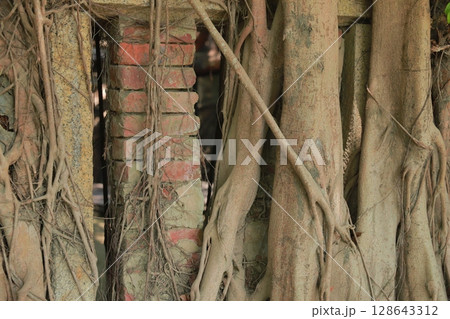 安平樹屋 128643312