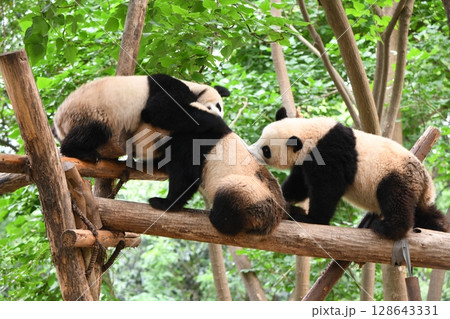高所の丸太の上で、じゃれて遊ぶジャイアントパンダ 128643331