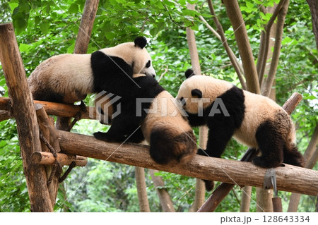 高所の丸太の上で、じゃれて遊ぶジャイアントパンダ 高所の丸太の上で、じゃれて遊ぶジャイアントパンダ 128643334