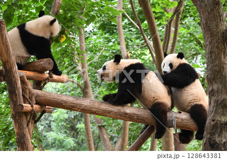 高所の丸太の上で、じゃれて遊ぶジャイアントパンダ 高所の丸太の上で、じゃれて遊ぶジャイアントパンダ 128643381