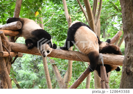 高所の丸太の上で、じゃれて遊ぶジャイアントパンダ 高所の丸太の上で、じゃれて遊ぶジャイアントパンダ 128643388