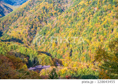 【温泉街の紅葉】上高地乗鞍スーパー林道より望む白骨温泉方面 128643455