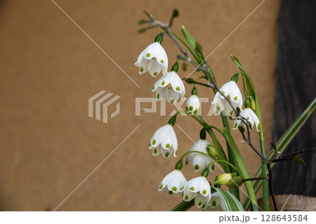 古民家の玄関先に活けられたスズランスイセン（スノーフレーク） 128643584