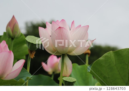蓮の花のある風景 128643703