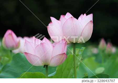 蓮の花のある風景 128643707