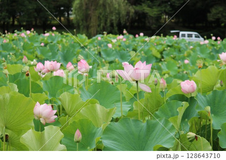 蓮の花のある風景 128643710