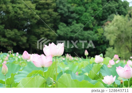 蓮の花のある風景 蓮の花のある風景 128643711
