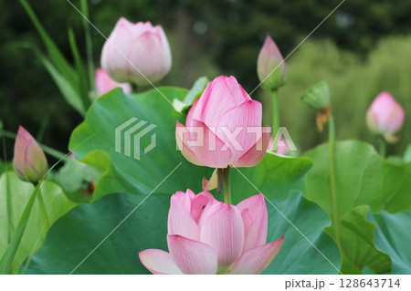 蓮の花のある風景 128643714